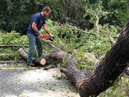 Best Hazardous Tree Removal  in Union Hall, VA