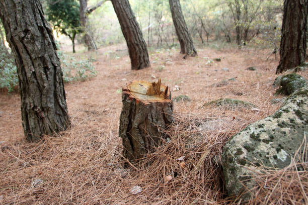 How Our Tree Care Process Works  in  Union Hall, VA